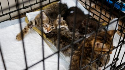 Медики розповіли про стан кошенят, яких морили голодом в Одесі. Власниця заперечує провину