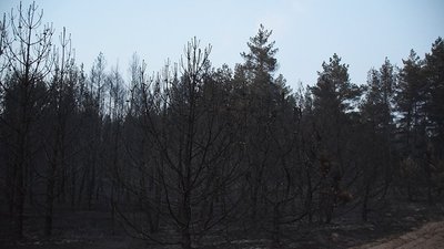 Загоряння спричинив підпал. Миколаївські рятувальники загасили пожежу в Андріївському урочищі
