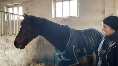 Знімають емоційне та психологічне навантаження. У Миколаєві готують коней для роботи з вершниками