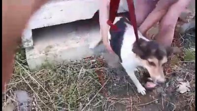 На Львівщині рятувальники витягнули собаку з-під бетонної плити На Львівщині рятувальники витягнули собаку з-під бетонної плити