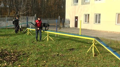 вівчарка Фріда та лабрадор Норіс вівчарка Фріда та лабрадор Норіс