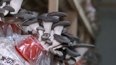 Підприємство на Черкащині вирощує ерінги Підприємство на Черкащині вирощує ерінги