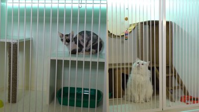 Готель для котів. Який має вигляд та навіщо потрібен
