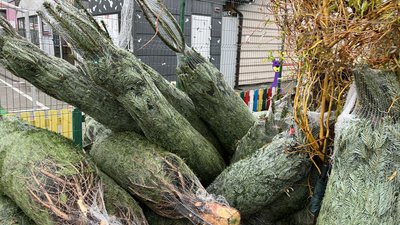В Ужгороді визначили 9 місць для продажу ялинок В Ужгороді визначили 9 місць для продажу ялинок