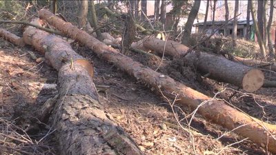 І сухостійні, і здорові. У сосновому парку Барського масиву вирізають дерева