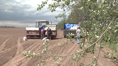 Корисно для ґрунту, але економічно ризиковано – органічне землеробство на Чернігівщині