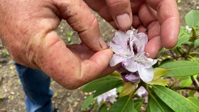 У Прилуках завершують створення першого в Україні нового сорту рододендрона: що відомо У Прилуках завершують створення першого в Україні нового сорту рододендрона: що відомо