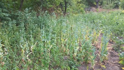 Посадила на городі: на Вінниччині жінка вирощувала наркотичні рослини