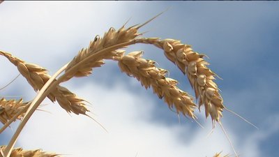На Сумщині стартували жнива