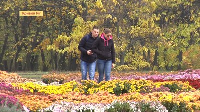 Вісім тисяч кущів хризантем можна побачити у Криворізькому ботанічному саду Вісім тисяч кущів хризантем можна побачити у Криворізькому ботанічному саду