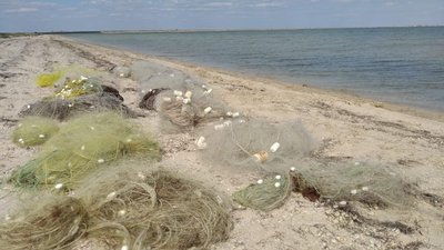 У Херсонській області на озері Сиваш рятували рибу від браконьєрів У Херсонській області на озері Сиваш рятували рибу від браконьєрів