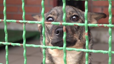 Не вигулювала і не догодовувала: у харків'янки відібрали шість собак