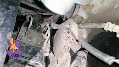 Обережно, коти: водіїв просять оглядати автівки перед виїздом Обережно, коти: водіїв просять оглядати автівки перед виїздом