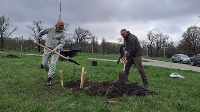 У кропивницькому парку Перемоги висадили саджанці з Шевченкового дуба У кропивницькому парку Перемоги висадили саджанці з Шевченкового дуба