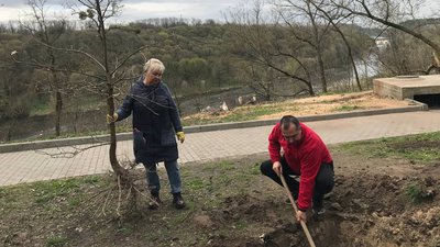 В Житомирі на місці 300-літнього дуба посадили дерево В Житомирі на місці 300-літнього дуба посадили дерево