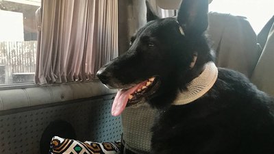 Шукає зброю та допомагає у затриманні. В Одесі на блокпостах разом з військовими несе службу пес Кай Шукає зброю та допомагає у затриманні. В Одесі на блокпостах разом з військовими несе службу пес Кай