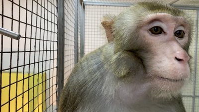Запорізький мінізоопарк "Світ джунглів" переїхав до Кам’янець-Подільська Запорізький мінізоопарк "Світ джунглів" переїхав до Кам’янець-Подільська