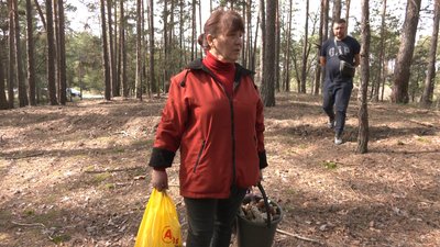 У черкаських лісах збирають гриби У черкаських лісах збирають гриби