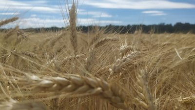 У Кропивницькому районі вирощують зернові для п'яти областей України