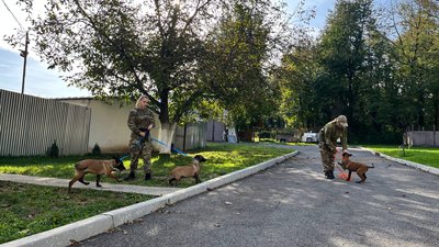 В Ужгороді тренують собак для каністерапії. Що відомо В Ужгороді тренують собак для каністерапії. Що відомо