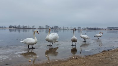 У Черкасах зимують лебеді У Черкасах зимують лебеді