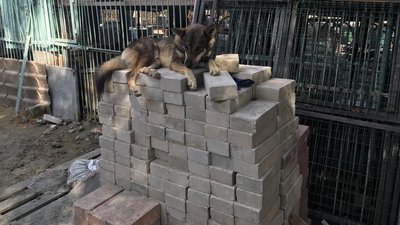 Лекції, майстер-класи та концерт: як відзначили День захисту тварин в Одесі Лекції, майстер-класи та концерт: як відзначили День захисту тварин в Одесі