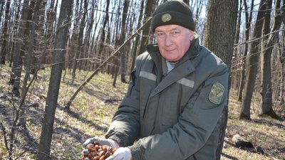Жолуді зі ставка – новинка черкаських лісників Жолуді зі ставка – новинка черкаських лісників