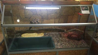 Удав, якого знайшли на пляжі Одеси, одужав і залишиться в дельфінарії Удав, якого знайшли на пляжі Одеси, одужав і залишиться в дельфінарії