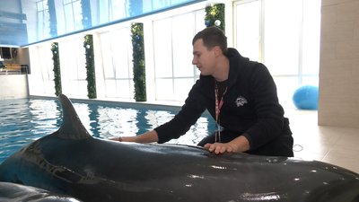 До Харківського дельфінарію повертаються дельфіни, яких евакуювали до Одеси через російські обстріли До Харківського дельфінарію повертаються дельфіни, яких евакуювали до Одеси через російські обстріли