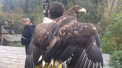 Без права розправити крила. На Прикарпатті для фото використовують червонокнижних птахів Без права розправити крила. На Прикарпатті для фото використовують червонокнижних птахів