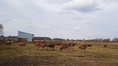 У селі Козацьке на Сумщині розводять оленів і ланей