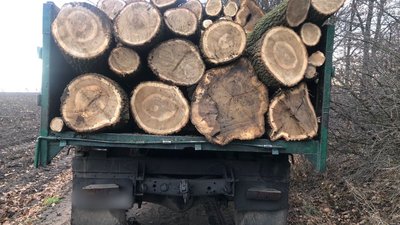 Дерева, які незаконно зрізали підозрювані у Гайсинському районі