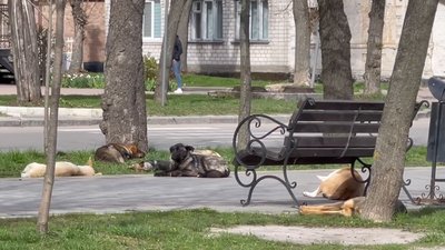 У громаді на Житомирщині за три місяці безпритульні собаки покусали понад 60 людей