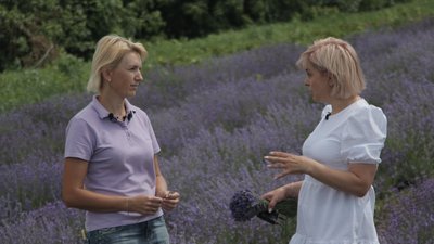 На Сумщині родина вирощує лаванду