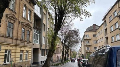 Аварійне дерево на вулиці Коцюбинського