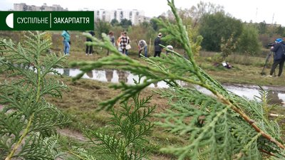Дерева та кущі висаджували на трьох локаціях в Ужгороді Дерева та кущі висаджували на трьох локаціях в Ужгороді