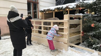 На Франківщині облаштували різдвяну шопку з живими тваринами. Що каже зоозахисниця На Франківщині облаштували різдвяну шопку з живими тваринами. Що каже зоозахисниця