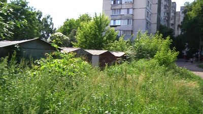 У Житомирі розростається борщівник