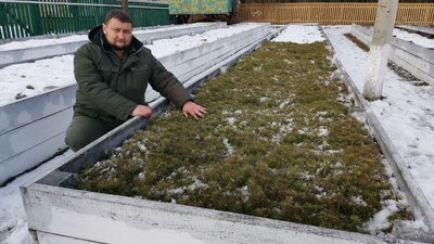 Понад 11,5 мільйонів саджанців хвойних та листяних порід дерев виростили лісівники Полтавщини Понад 11,5 мільйонів саджанців хвойних та листяних порід дерев виростили лісівники Полтавщини