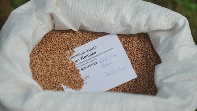 Озима пшениця
