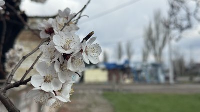 Абрикоса квітне у місті Краматорськ 8 квітня 2026 року
