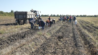 Освітяни збирають картоплю