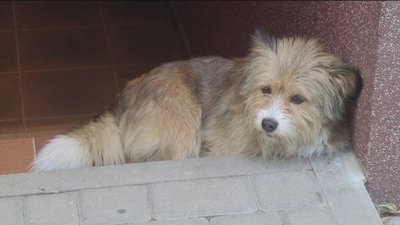 Стала відома кількість безпритульних собак у Вінниці Стала відома кількість безпритульних собак у Вінниці