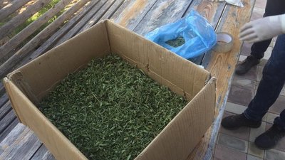 На Луганщині екс-поліціянт з невісткою організували контрабанду наркотиків через кордон з РФ На Луганщині екс-поліціянт з невісткою організували контрабанду наркотиків через кордон з РФ