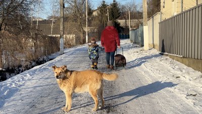 Бездомні тварини, укуси тварин, Бурштин, Івано-Франківщина