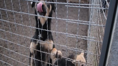 Учні першої вінницької школи зібрали харчі для вихованців притулку «Планета».
