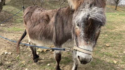 Самиця віслюка у центрі для тварин Самиця віслюка у центрі для тварин