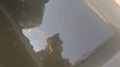 Більше 700-та тисяч мальків щуки випустили на Херсонщині у Каховське водосховище Більше 700-та тисяч мальків щуки випустили на Херсонщині у Каховське водосховище