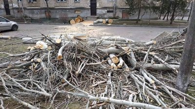 У Миколаєві впало дерево. Як відреагували міські служби У Миколаєві впало дерево. Як відреагували міські служби