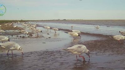 Береги Тузлівського лиману в Одеській області стали червоними через комах Береги Тузлівського лиману в Одеській області стали червоними через комах